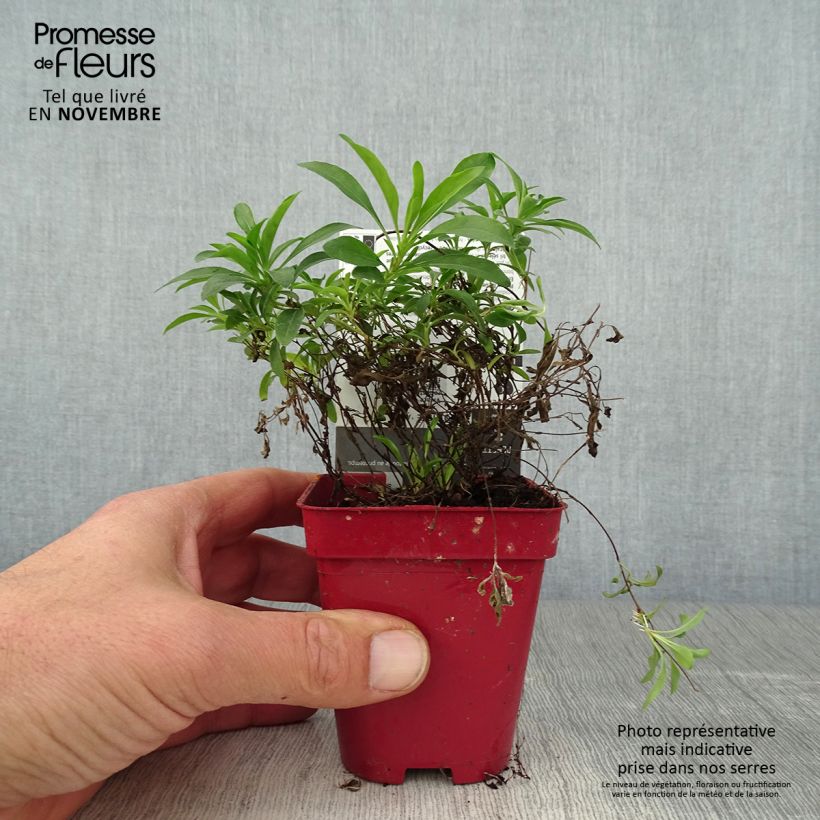 Spécimen de Oenothera African Sun - Onagre hybride  tel que livré en automne