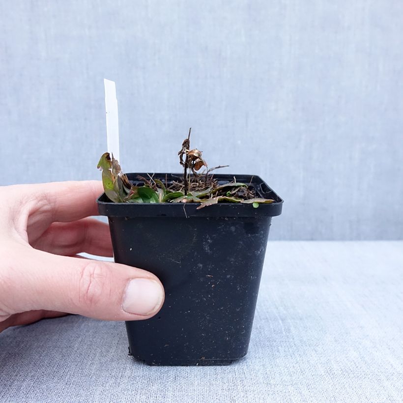 Spécimen de Oenothera fruticosa Hohes Licht - Onagre  Godet de 8/9 cm tel que livré en hiver