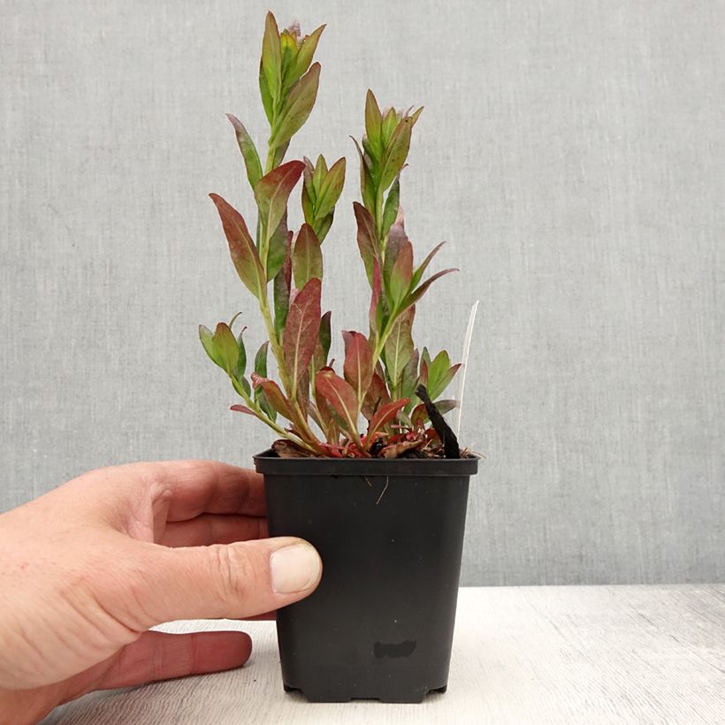 Spécimen de Oenothera fruticosa Hohes Licht - Onagre  Godet de 9cm tel que livré au printemps