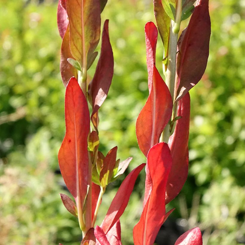 Oenothera fruticosa Hohes Licht - Onagre (Feuillage)