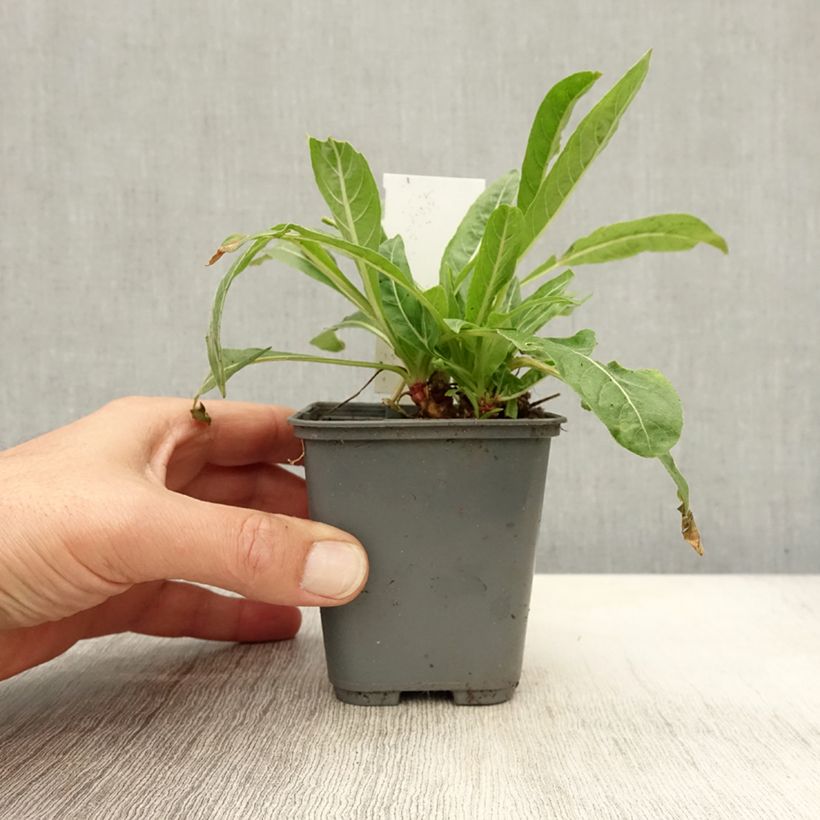 Spécimen de Oenothera glazioviana - Onagre de Lamarck Godet de 8/9 cm tel que livré en automne