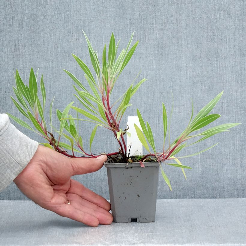 Spécimen de Oenothera missouriensis - Onagre du Missouri Godet de 7/8 cm tel que livré en été