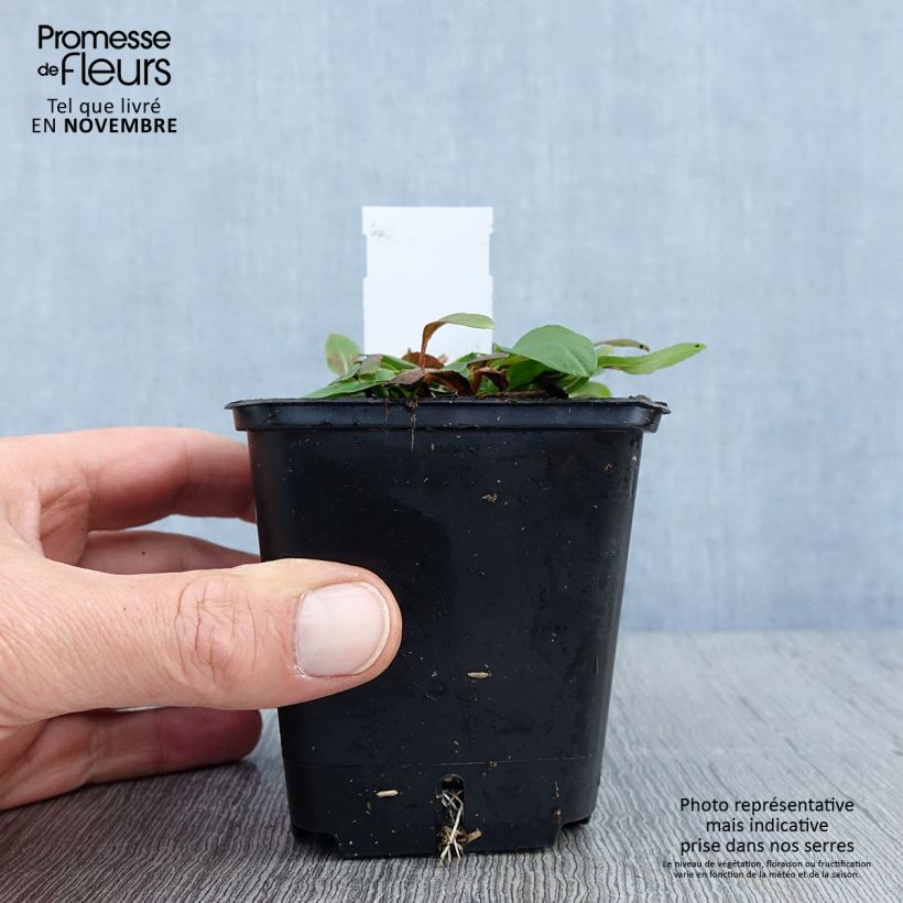 Spécimen de Oenothera tetragona - Onagre tétragone Godet de 8/9 cm tel que livré en automne