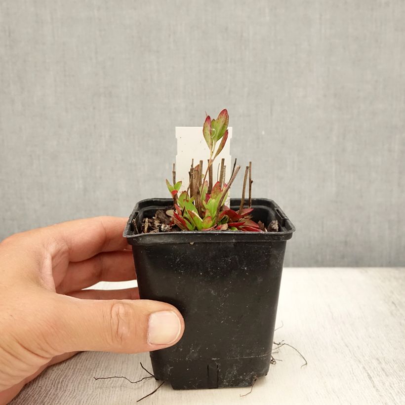 Spécimen de Oenothera tetragona - Onagre tétragone Godet de 8/9 cm tel que livré en été