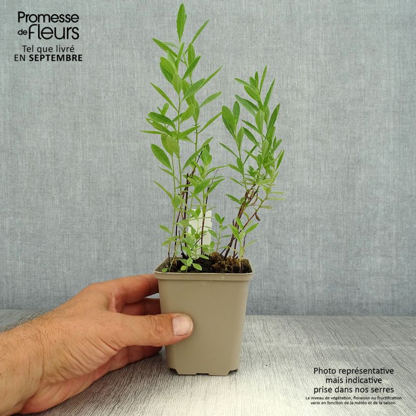Spécimen de Oenothera Twilight - Onagre Godet de 8/9 cm tel que livré en été