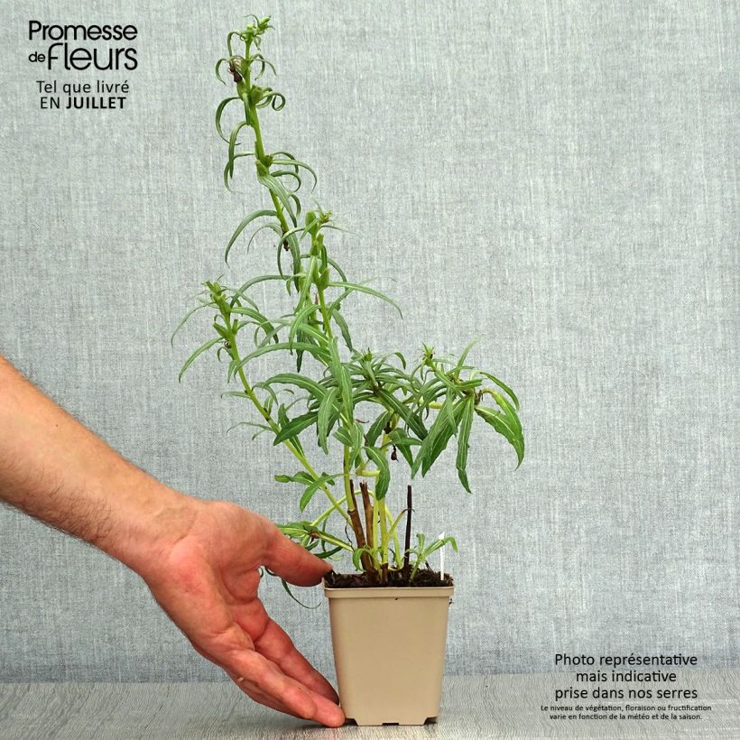 Spécimen de Oenothera versicolor - Oenothère, Onagre Godet de 8/9 cm tel que livré en été