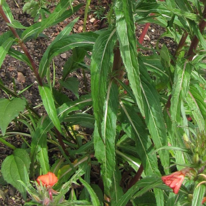 Oenothera versicolor - Oenothère, Onagre (Feuillage)