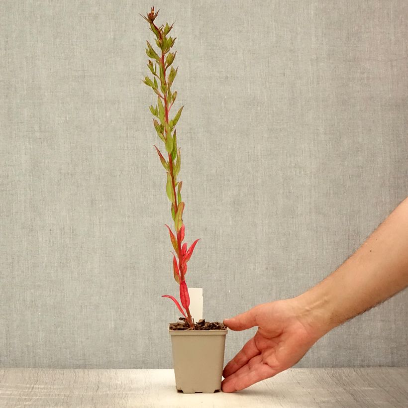 Spécimen de Oenothère Michelle Ploeger - Oenothera fruticosa Michelle Ploeger  Godet de 8/9 cm tel que livré en été