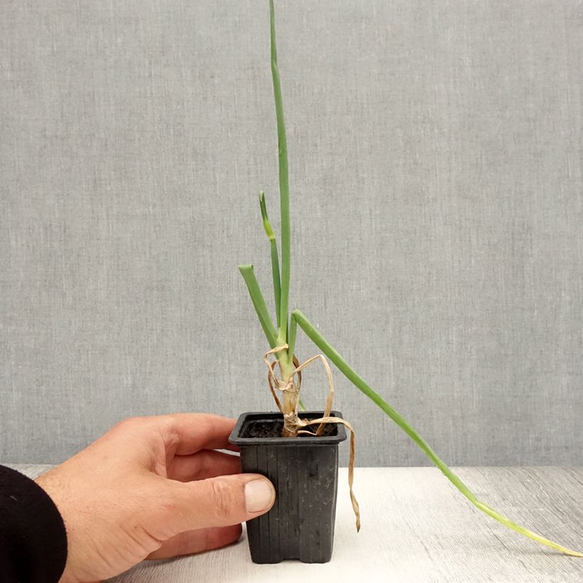 Spécimen de Oignon rocambole - Allium cepa proliferum - Oignon d'Egypte Godet de 7/8 cm tel que livré en été