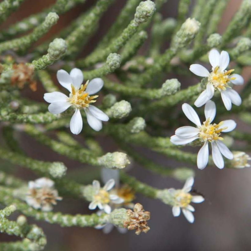 Olearia lepidophylla (Floraison)