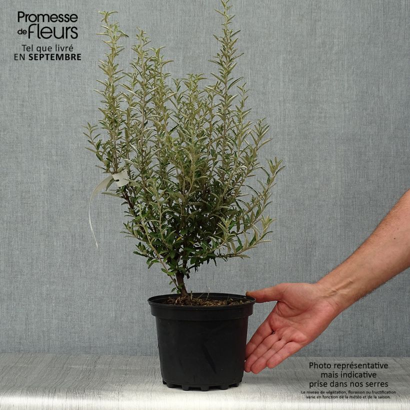 Spécimen de Olearia scilloniensis Pot de 3L/4L tel que livré en automne