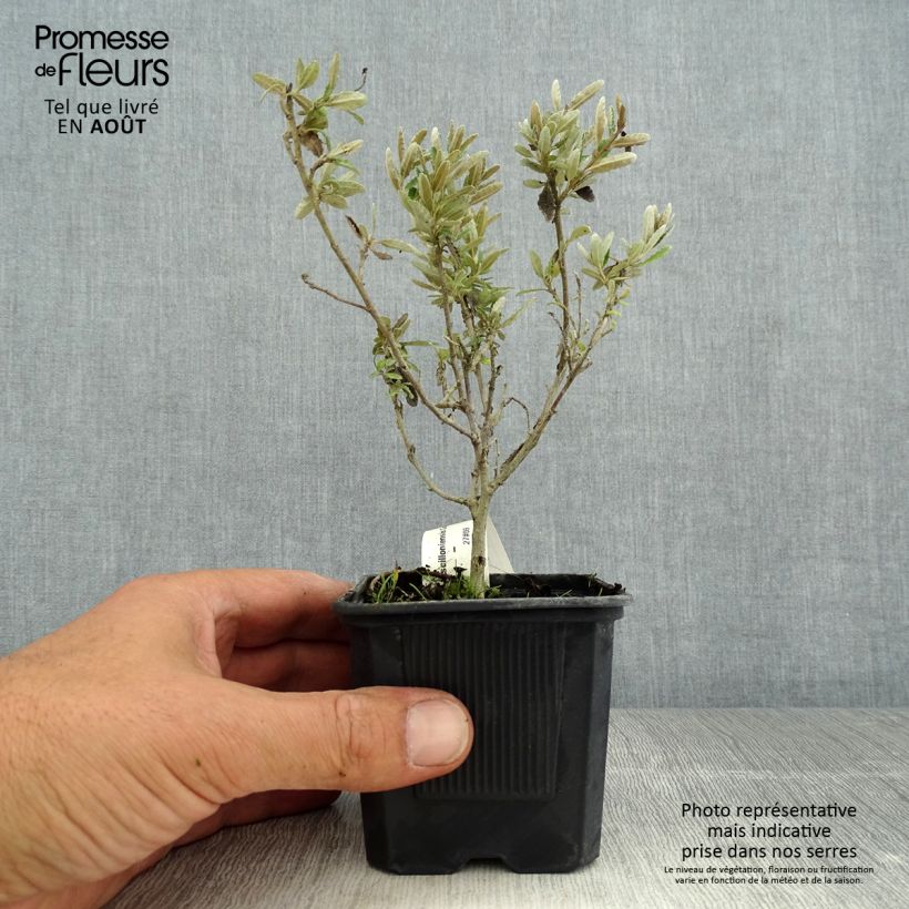 Spécimen de Olearia x scilloniensis Compacta - Aster en arbre Godet de 8/9 cm tel que livré en été