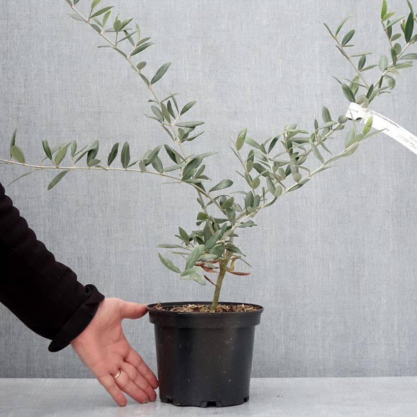 Spécimen de Olivier Aglandau - Olea europaea Pot de 3L/4L, Touffe tel que livré en hiver