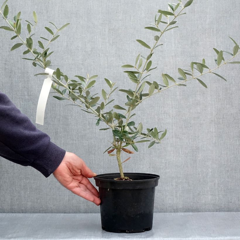 Spécimen de Olivier Aglandau - Olea europaea Pot de 3L/4L tel que livré au printemps