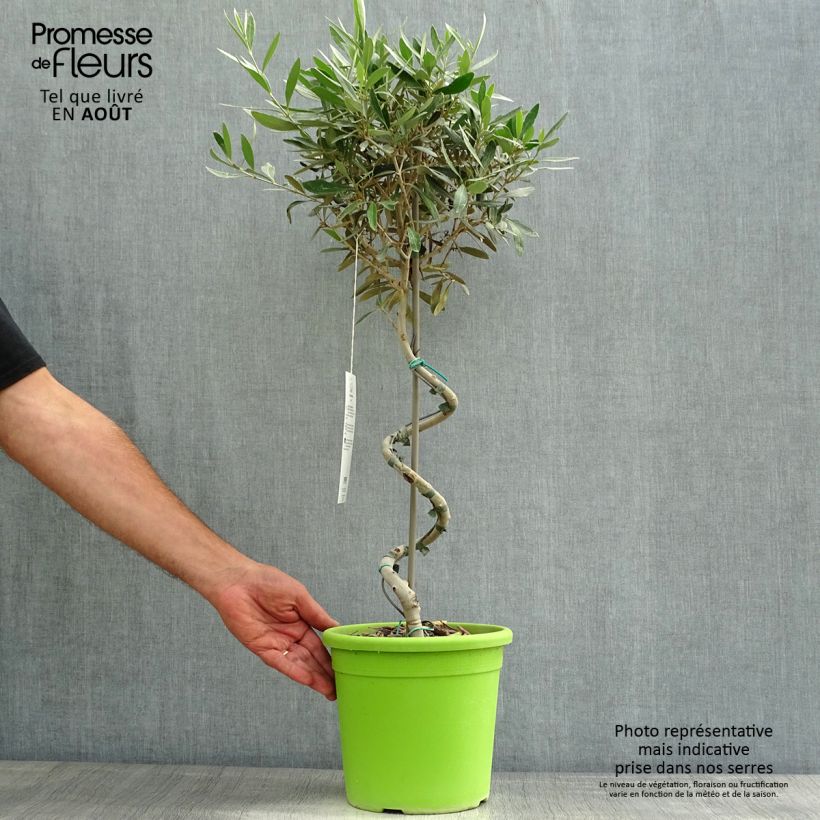 Spécimen de Olivier sur tige - Olea europaea Pot de 4L/5L, Tronc spiralé tel que livré en été