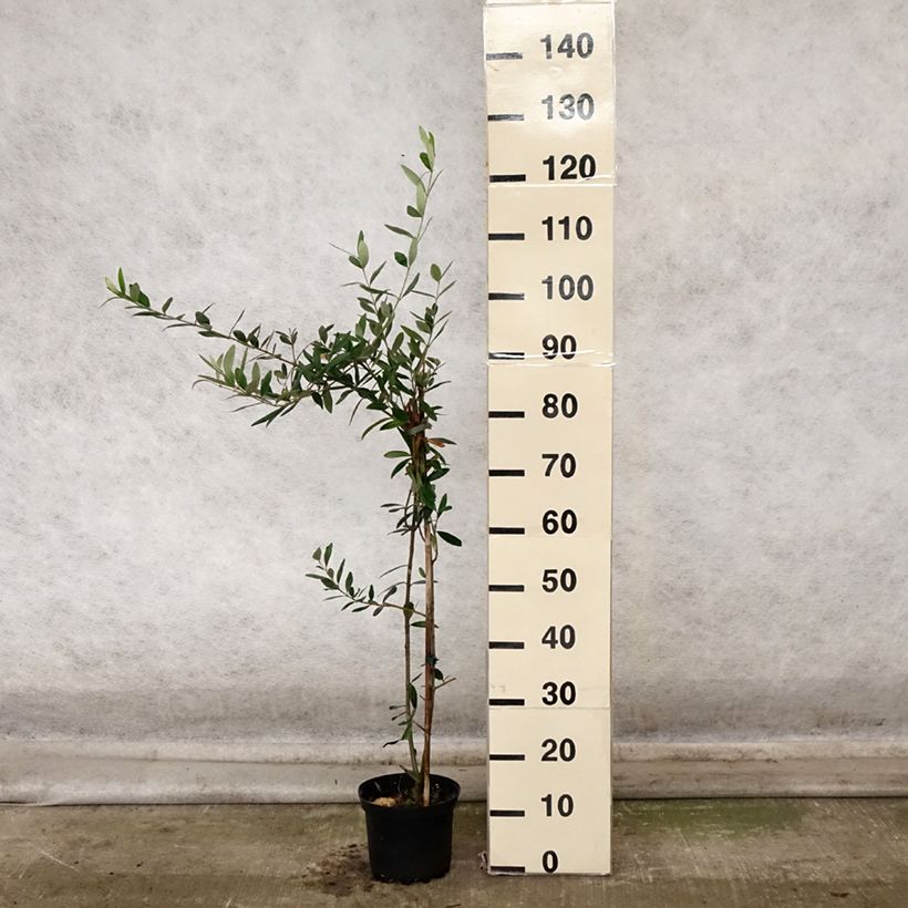 Spécimen de Olivier Frantoio - Olea europaea Pot de 3L/4L tel que livré en automne
