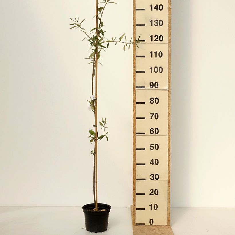 Spécimen de Olivier Frantoio - Olea europaea - Pot de 3L/4L tel que livré au printemps