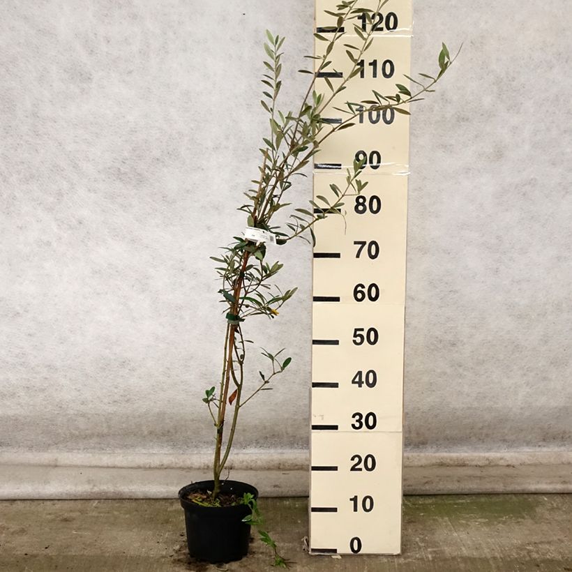 Spécimen de Olivier Grossanne - Olea europaea - Pot de 3L/4L tel que livré en automne