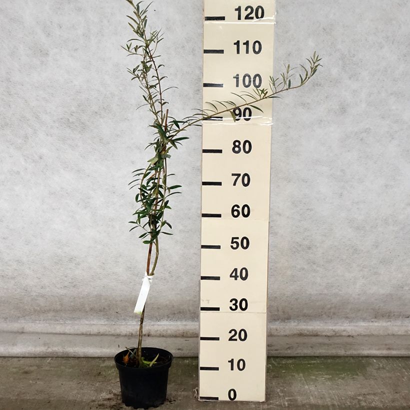 Spécimen de Olivier Lucques - Olea europaea Pot de 3L/4L, Touffe tel que livré en automne