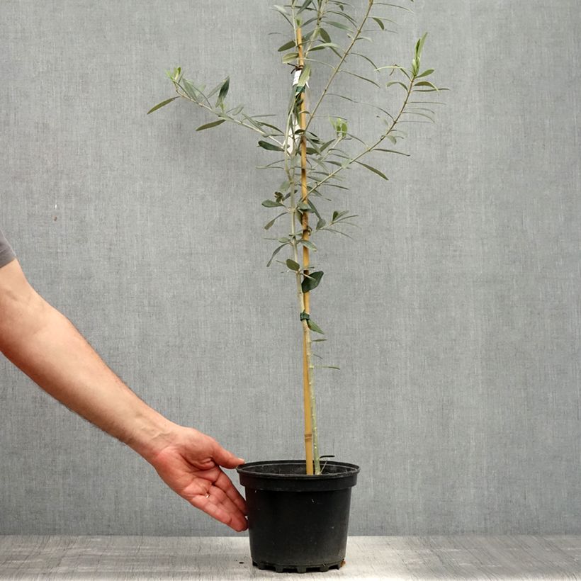Spécimen de Olivier Lucques - Olea europaea Pot de 3L/4L tel que livré au printemps