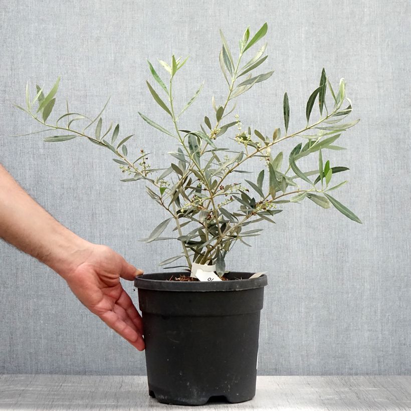 Spécimen de Olivier Negrette - Olea europea Pot de 4L/5L tel que livré en été