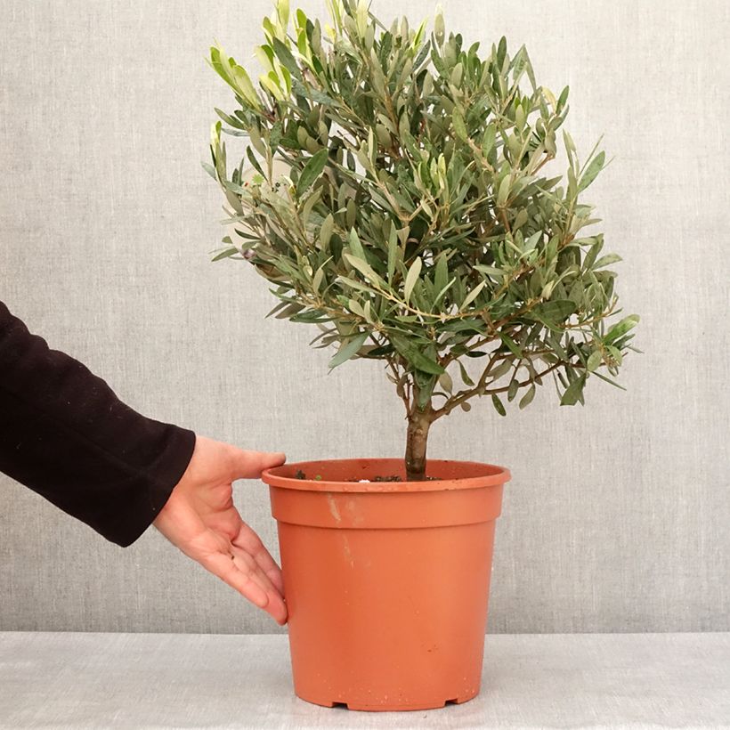 Spécimen de Olivier - Olea europaea Pot de 2L/3L, touffe tel que livré en hiver