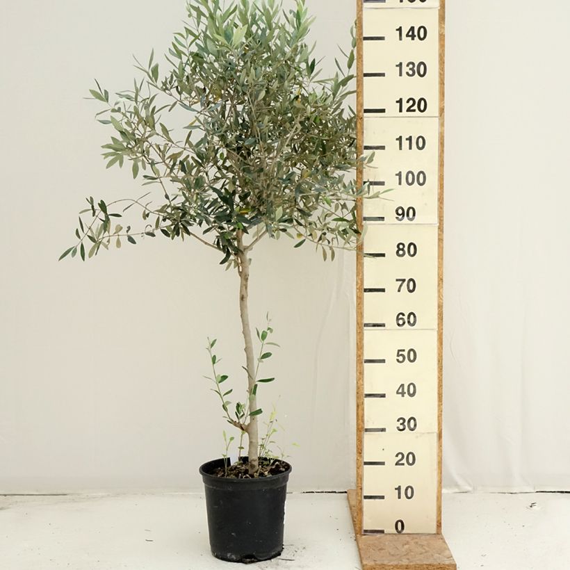 Spécimen de Olivier - Olea europaea Pot de 7,5L/10L, Touffe tel que livré en été