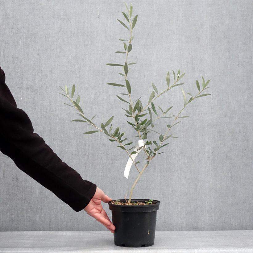 Spécimen de Olivier Picholine - Olea europaea Pot de 3L/4L, Touffe tel que livré en hiver