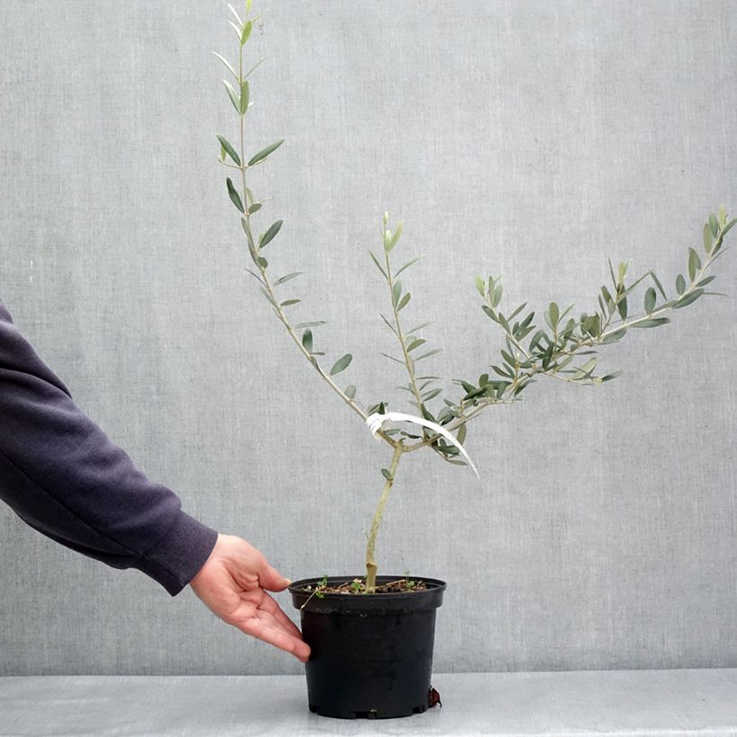 Spécimen de Olivier Picholine - Olea europaea Pot de 3L/4L tel que livré au printemps