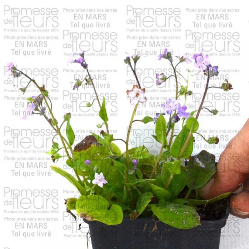 Exemple de spécimen de Omphalodes Cappadocica Lilac Mist Godet de 9cm tel que livré