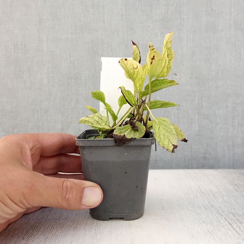 Spécimen de Omphalodes verna Alba - Petite bourrache blanche Godet de 8/9 cm tel que livré en été