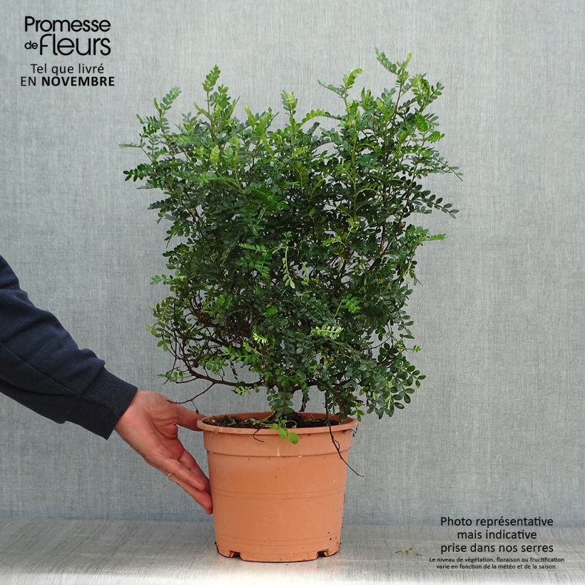 Spécimen de Operculicarya decaryi - Faux-poivrier du Japon Pot de 7,5L/10L tel que livré en automne