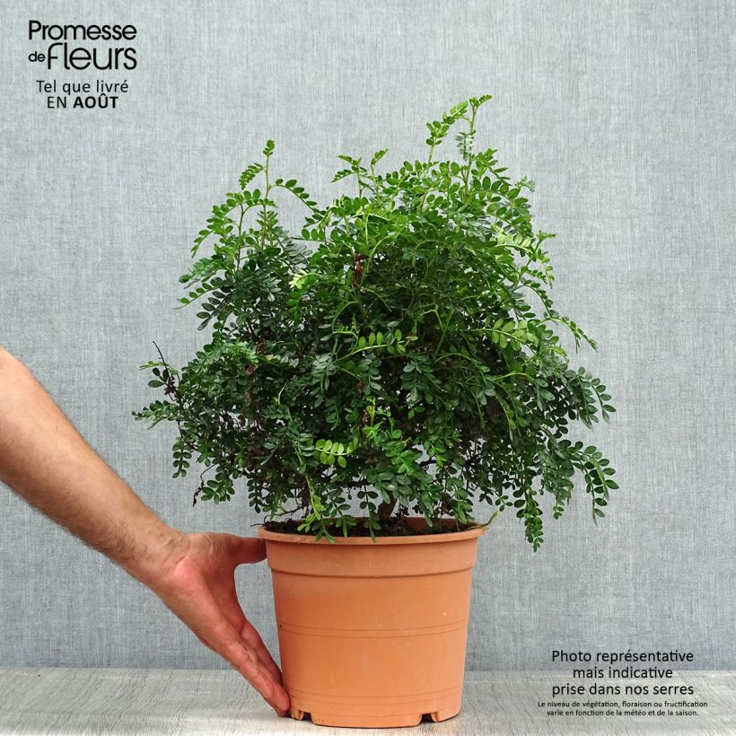 Spécimen de Operculicarya decaryi - Faux-poivrier du Japon Pot de 7,5L/10L tel que livré en été