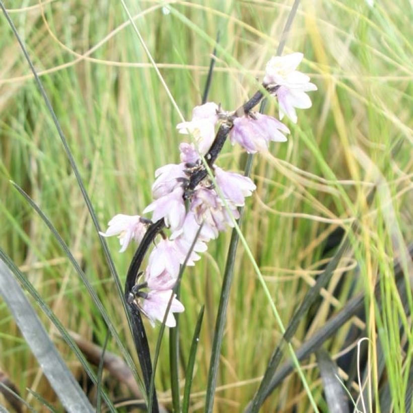 Ophiopogon noir - Ophiopogon planiscapus Nigrescens (Floraison)