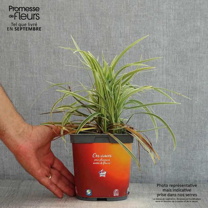 Spécimen de Ophiopogon Albo variegata ou Albovariegatus Pot de 2L/3L tel que livré en été