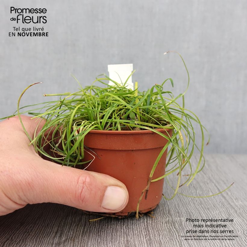 Spécimen de Ophiopogon chingii - Herbe aux turquoises Godet de 8/9 cm tel que livré en automne
