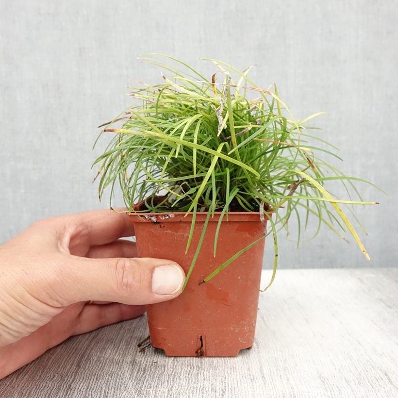 Spécimen de Ophiopogon chingii - Herbe aux turquoises Godet de 8/9 cm tel que livré en été