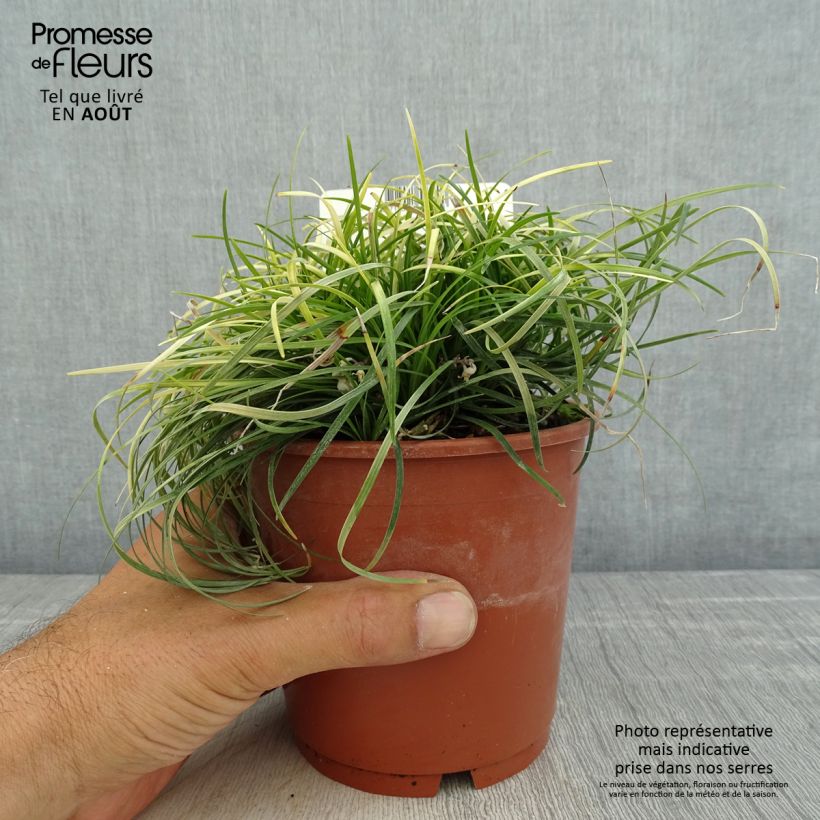 Spécimen de Ophiopogon chingii - Herbe aux turquoises Pot de 1L/1,5L tel que livré en été