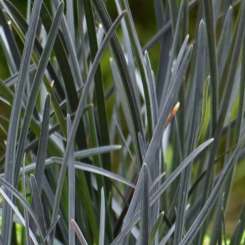 Ophiopogon Hosoba Kokuryu (Feuillage)