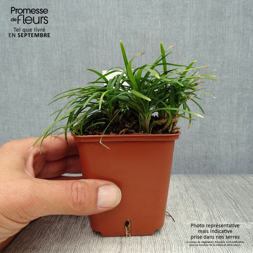 Spécimen de Ophiopogon japonicus Minor - Barbe de serpent ou Herbe aux turquoises Godet de 8/9 cm tel que livré en automne