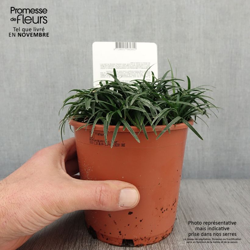 Spécimen de Ophiopogon japonicus Minor - Barbe de serpent ou Herbe aux turquoises Pot de 1L/1,5L tel que livré en automne