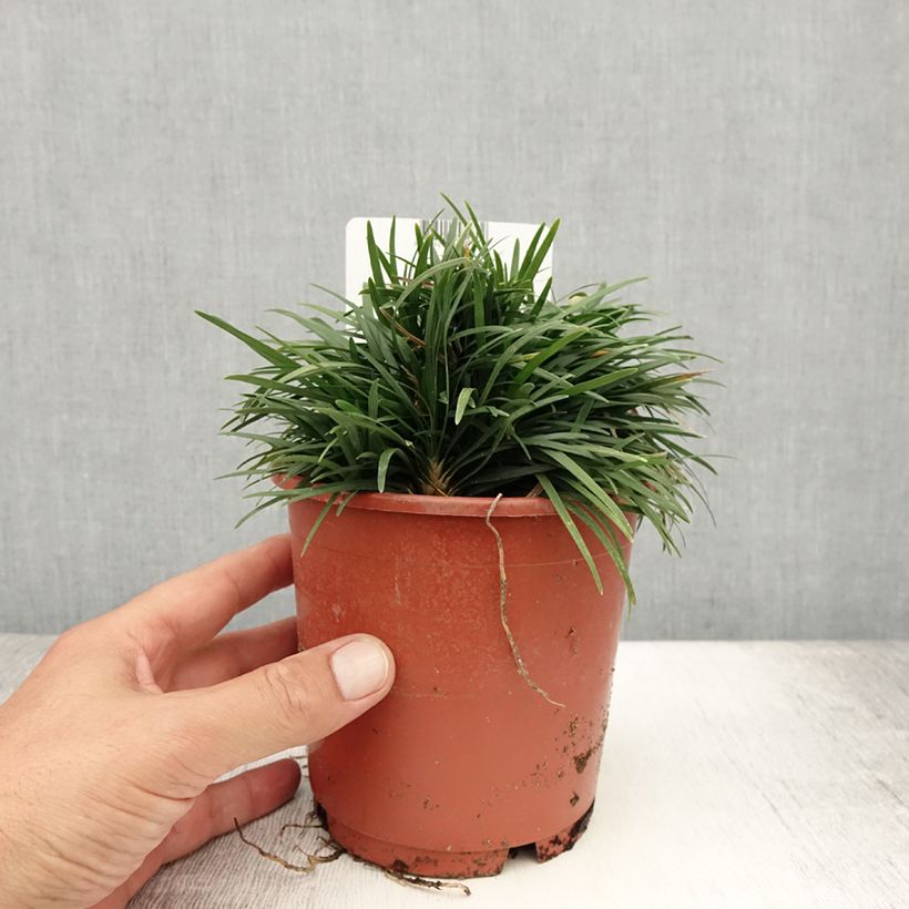 Spécimen de Ophiopogon japonicus Minor - Barbe de serpent ou Herbe aux turquoises Pot de 1L/1,5L tel que livré en été