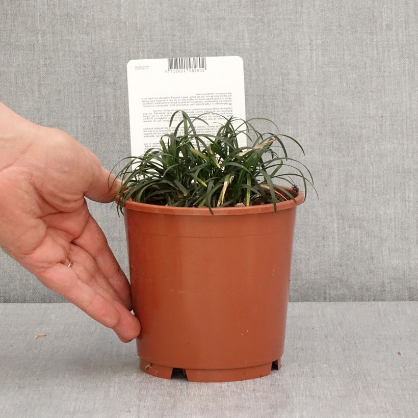 Spécimen de Ophiopogon japonicus Minor - Barbe de serpent ou Herbe aux turquoises - pot de 1L/1.5L tel que livré au printemps