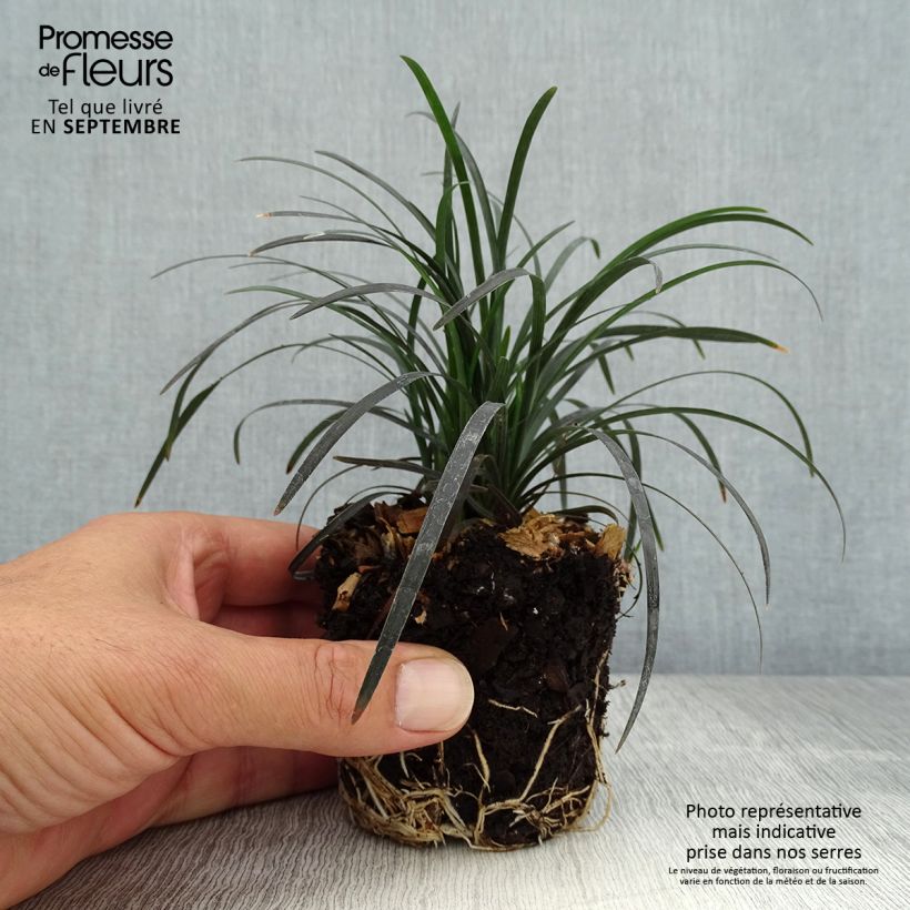 Spécimen de Ophiopogon planiscapus Black Dragon - Mini-motte Ø 3/4 cm tel que livré en automne