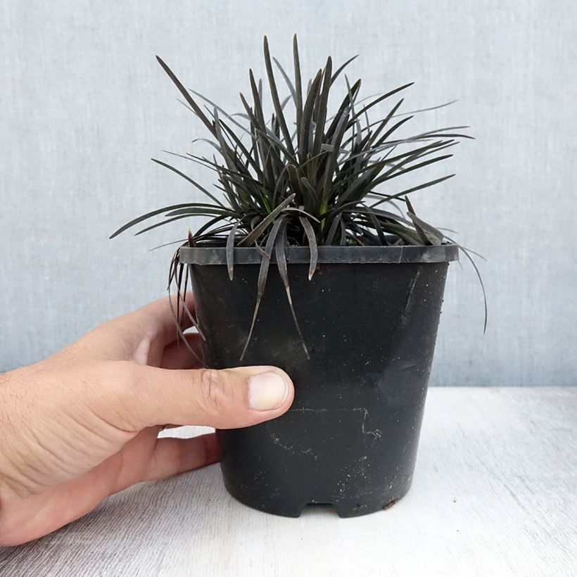 Spécimen de Ophiopogon planiscapus Black Dragon Pot de 1L/1,5L tel que livré en été
