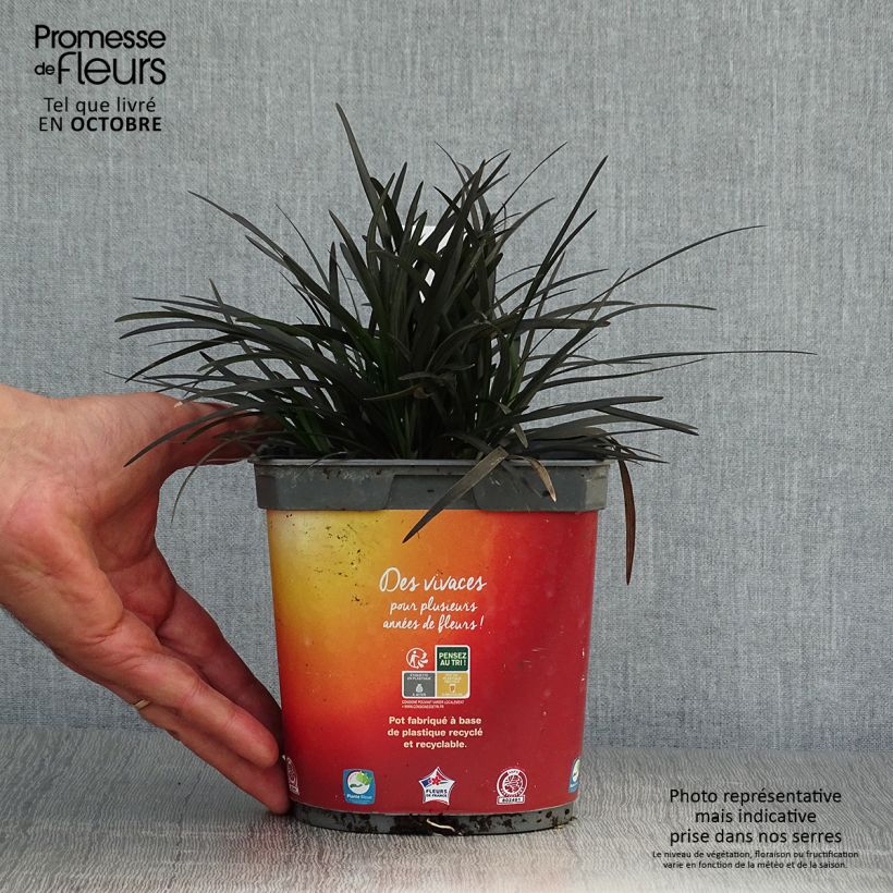 Spécimen de Ophiopogon noir - Ophiopogon planiscapus Nigrescens Pot de 2L/3L tel que livré en automne