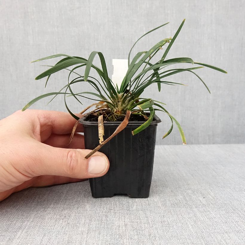 Spécimen de Ophiopogon planiscapus Olivaceus Godet de 8/9 cm tel que livré en hiver