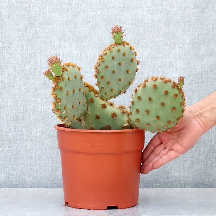 Spécimen de Opuntia aciculata - Cactus raquette - Pot de 4L/5L tel que livré au printemps