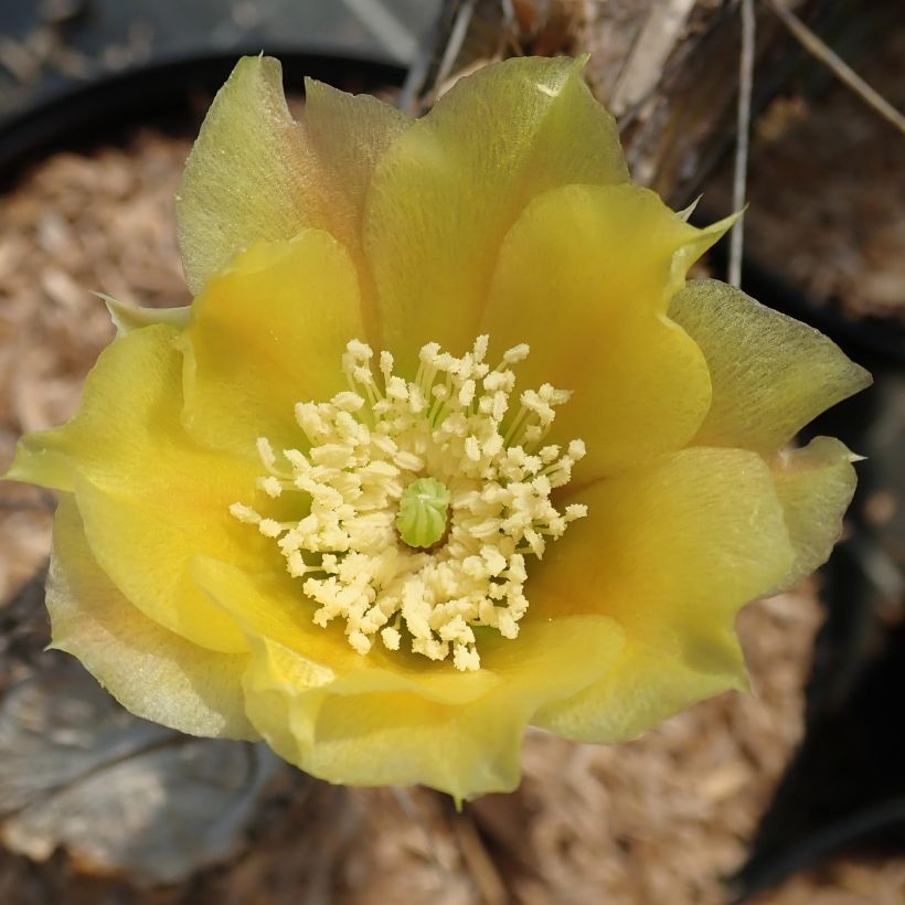 Opuntia angustata - Cactus raquette (Floraison)