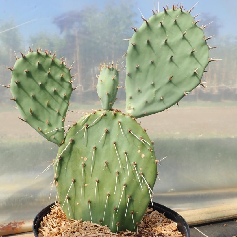 Opuntia angustata - Cactus raquette (Port)